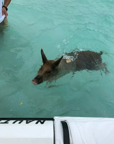 Swimming pig at Staniel Cay