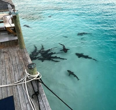 Sharks feeding at Shroud Cay